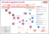 Poster Plasmatic Coagulation Cascade (EN)