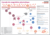 Poster Plasmatic Coagulation Cascade (FR)